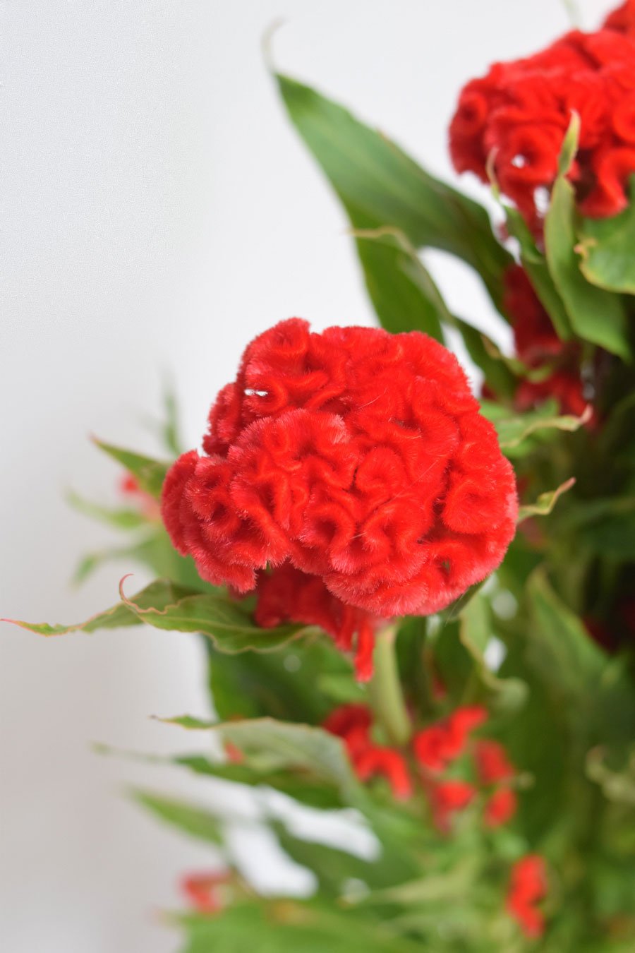 celosia